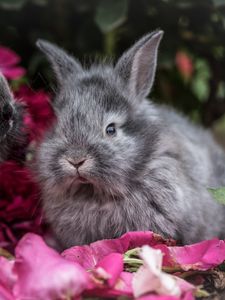 Превью обои кролик, кролики, пушистые, серый, цветы