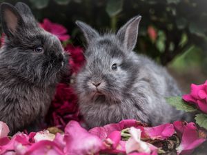 Превью обои кролик, кролики, пушистые, серый, цветы