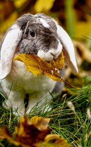 Превью обои кролик, листок, трава, милый, животное