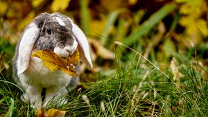 Превью обои кролик, листок, трава, милый, животное