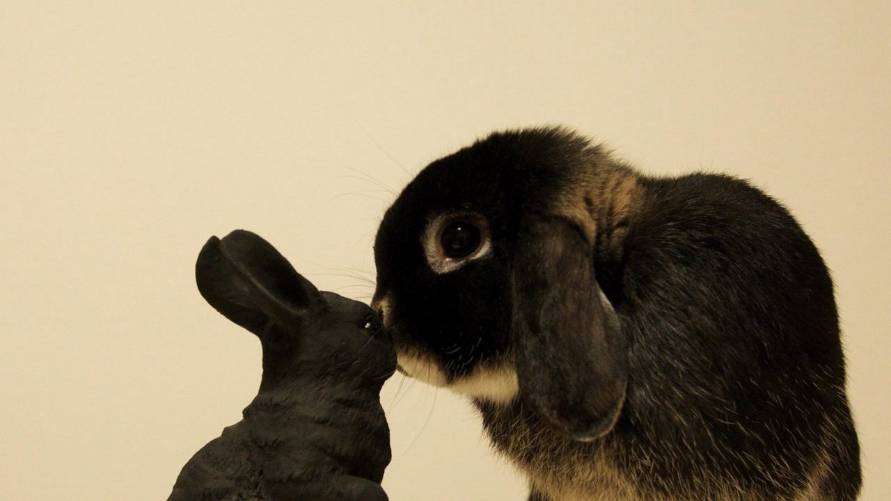 Обои кролик, любопытство, игрушка