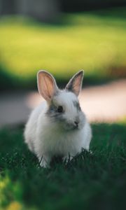 Превью обои кролик, милый, пушистый, трава