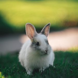 Превью обои кролик, милый, пушистый, трава