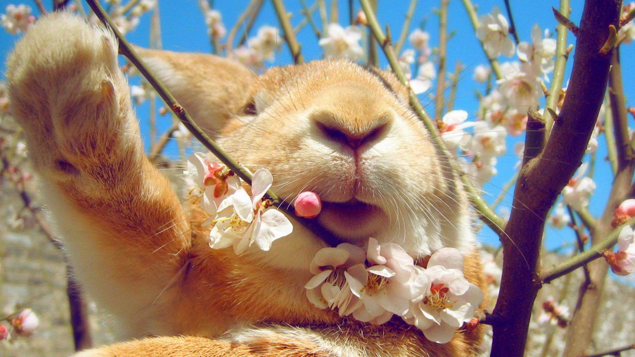 Обои кролик, морда, цветы, весна