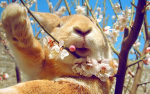 Превью обои кролик, морда, цветы, весна