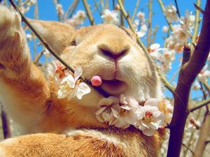 Превью обои кролик, морда, цветы, весна