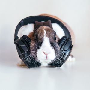 Превью обои кролик, наушники, музыка, аудио