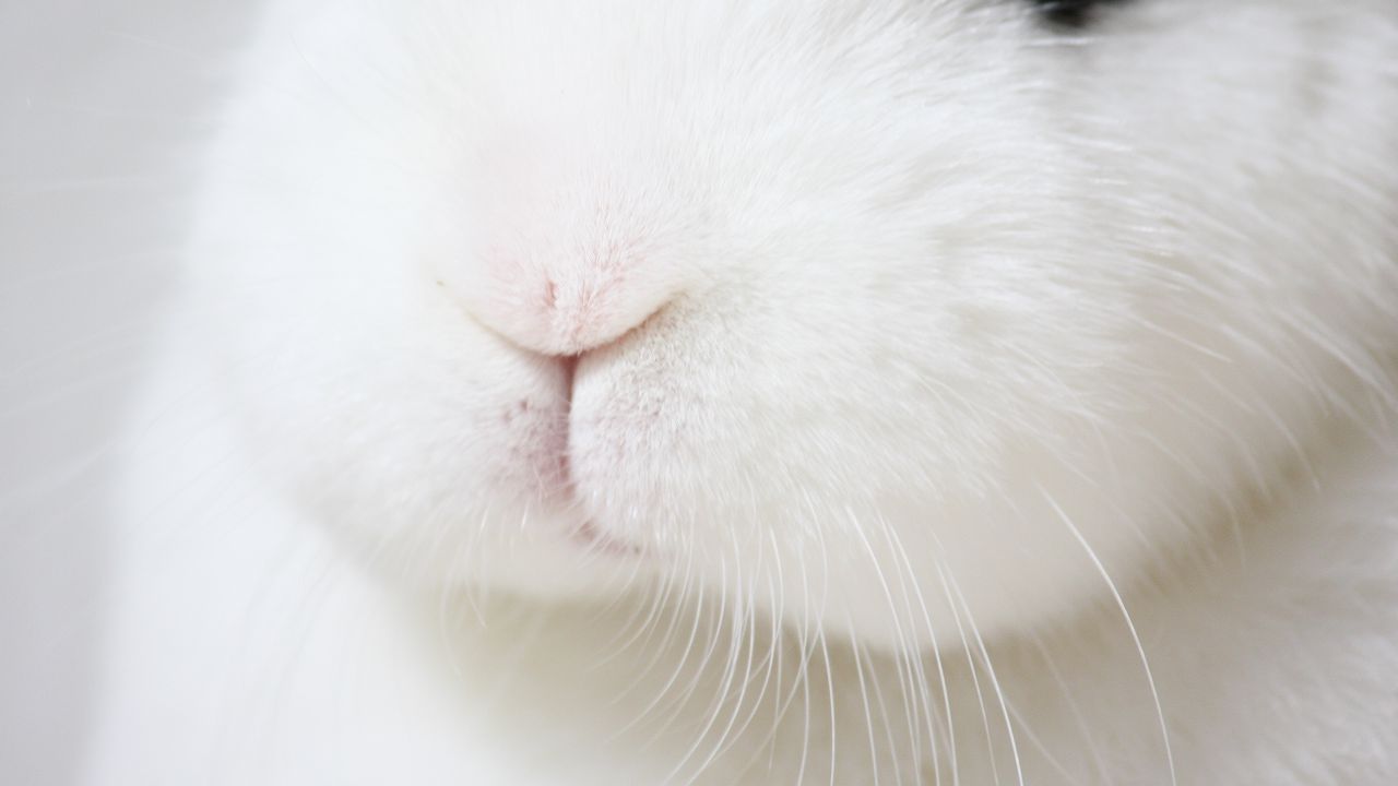 Обои кролик, нос, усы, макро, пушистый, белый