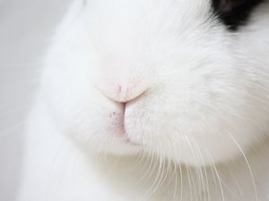 Превью обои кролик, нос, усы, макро, пушистый, белый