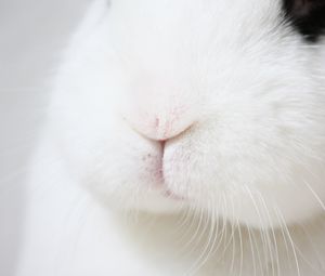 Превью обои кролик, нос, усы, макро, пушистый, белый