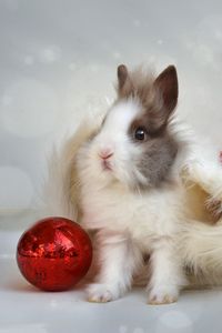 Превью обои кролик, новый год, шар