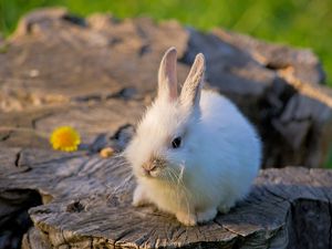 Превью обои кролик, пенек, светлый, цветок, милый