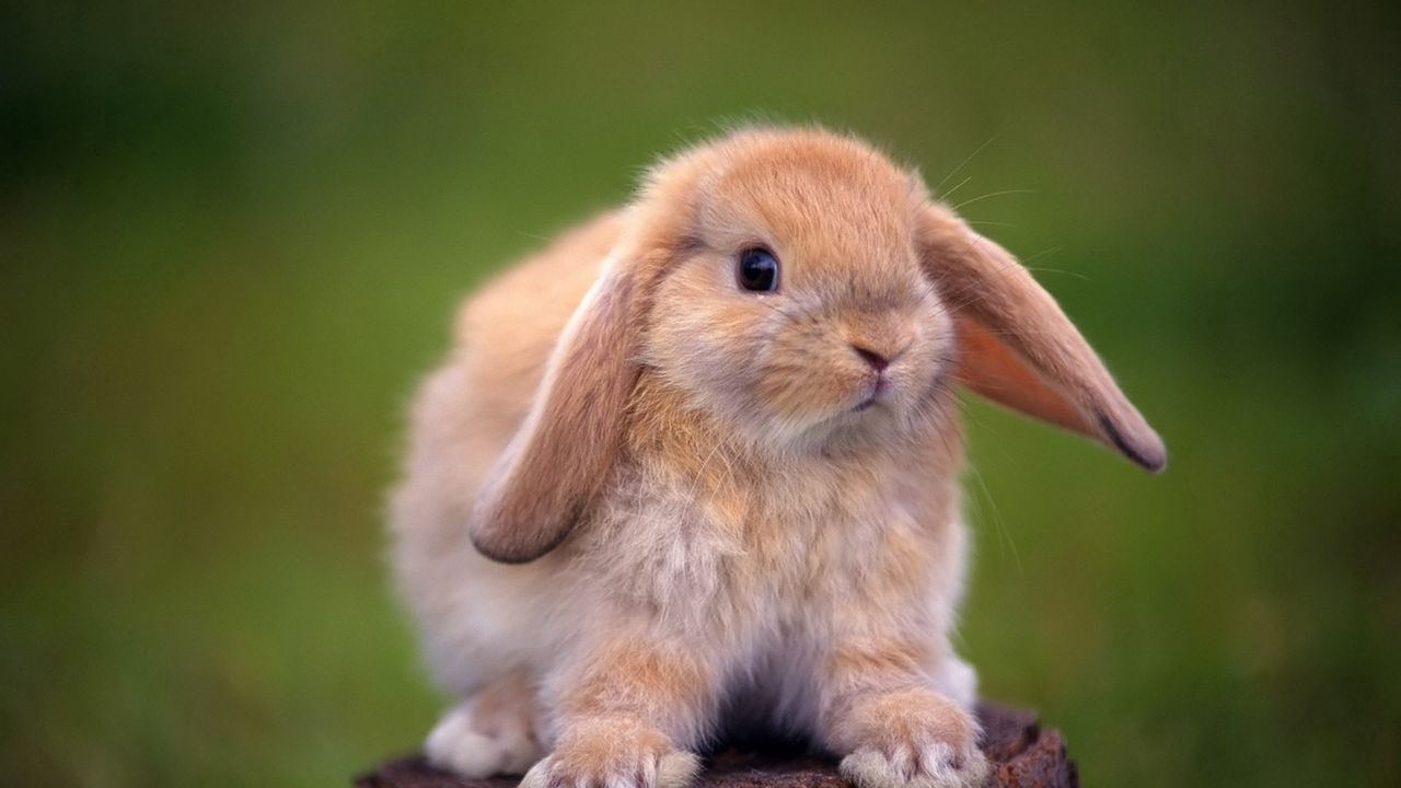 Обои кролик, пенек, уши, красивый