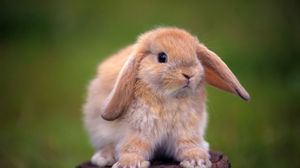 Превью обои кролик, пенек, уши, красивый