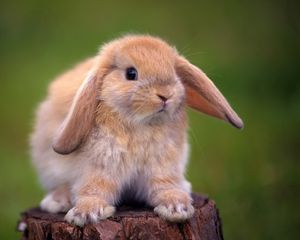 Превью обои кролик, пенек, уши, красивый
