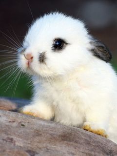 Очаровательные картинки с кроликами
