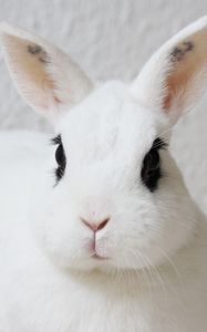 Превью обои кролик, питомец, животное, белый, милый
