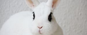 Превью обои кролик, питомец, животное, белый, милый