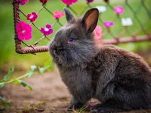 Превью обои кролик, пушистый, цветы