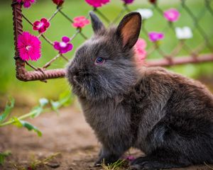 Превью обои кролик, пушистый, цветы