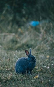 Превью обои кролик, серый, милый, животное, трава