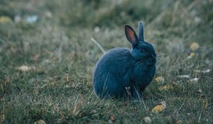 Превью обои кролик, серый, милый, животное, трава