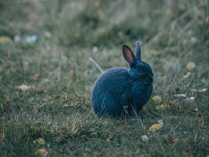 Превью обои кролик, серый, милый, животное, трава