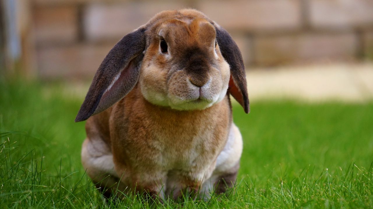 Обои кролик, сидит, трава, милый
