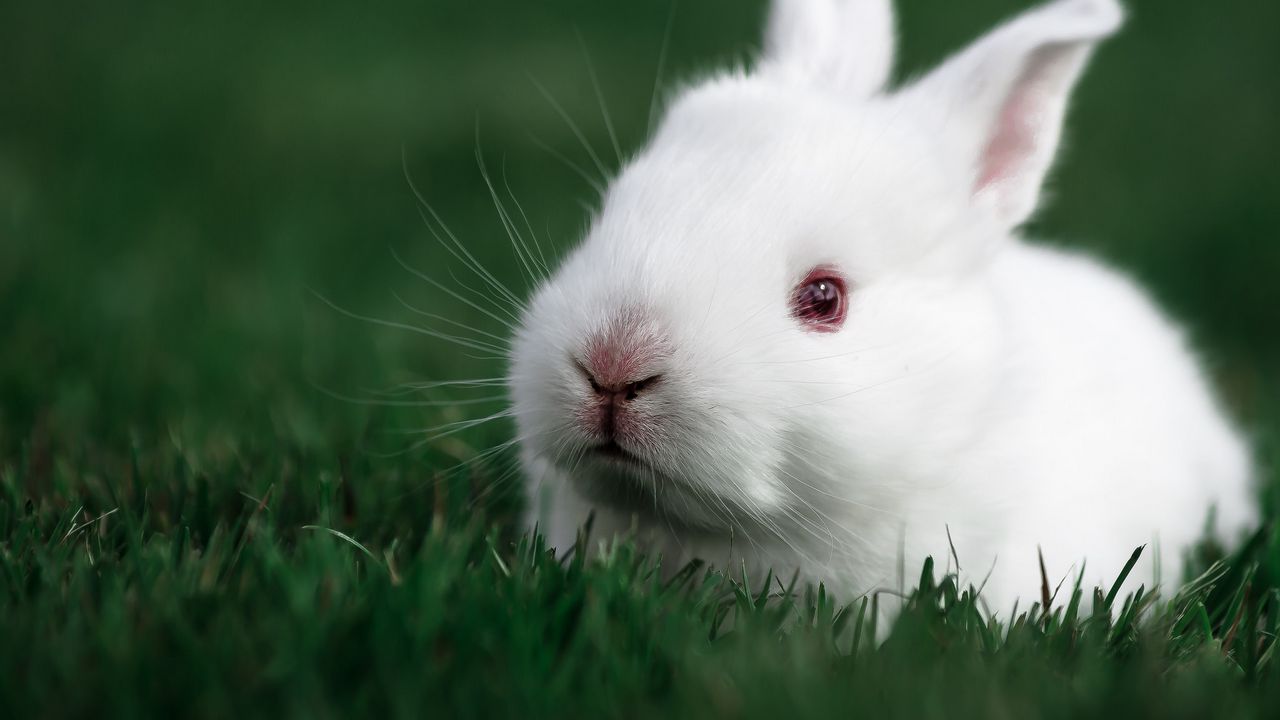 Обои кролик, трава, белый, морда