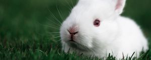 Превью обои кролик, трава, белый, морда