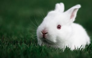 Превью обои кролик, трава, белый, морда
