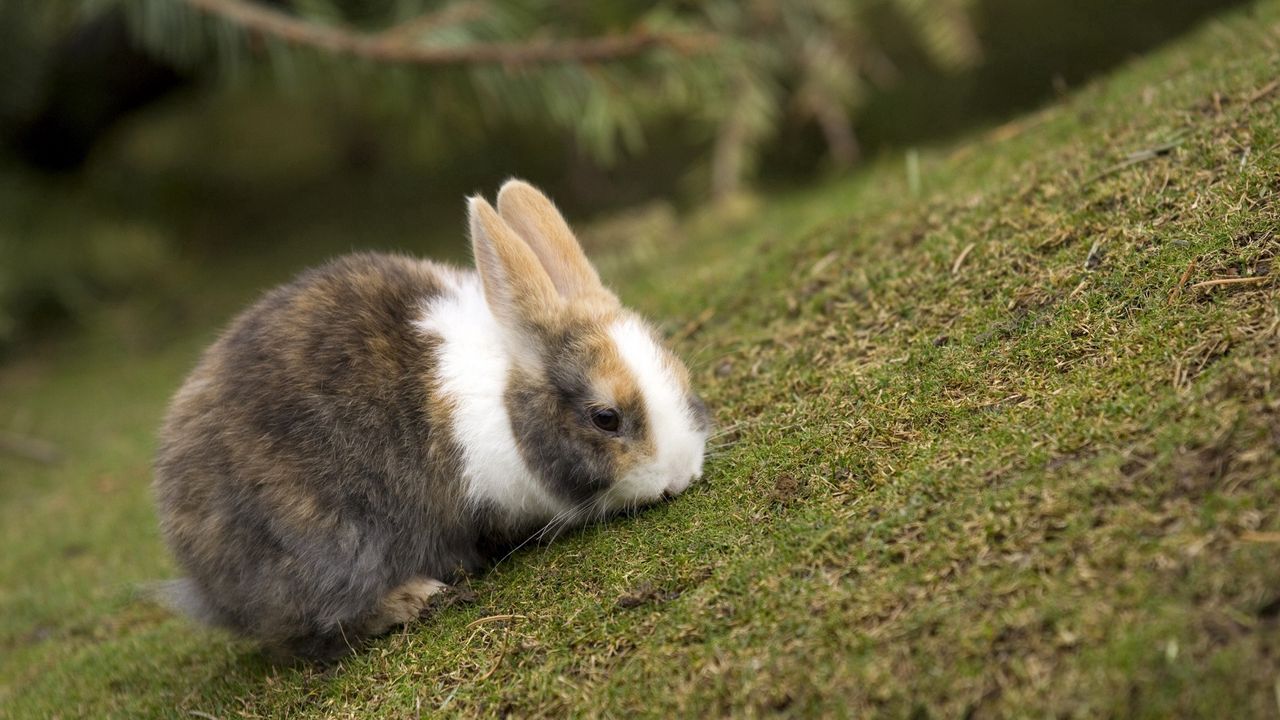 Обои кролик, трава, еда, прогулка, пятнистый