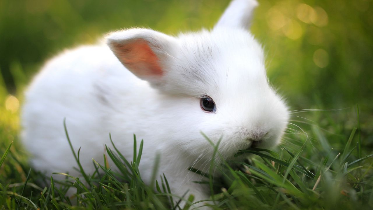 Обои кролик, трава, еда, милый