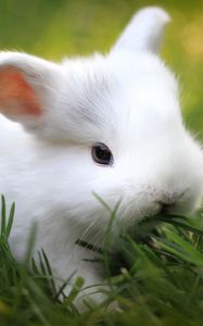 Превью обои кролик, трава, еда, милый