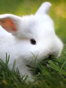 карликовый декоративный кролик картинки | Дзен
