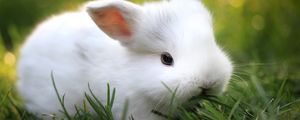 Превью обои кролик, трава, еда, милый