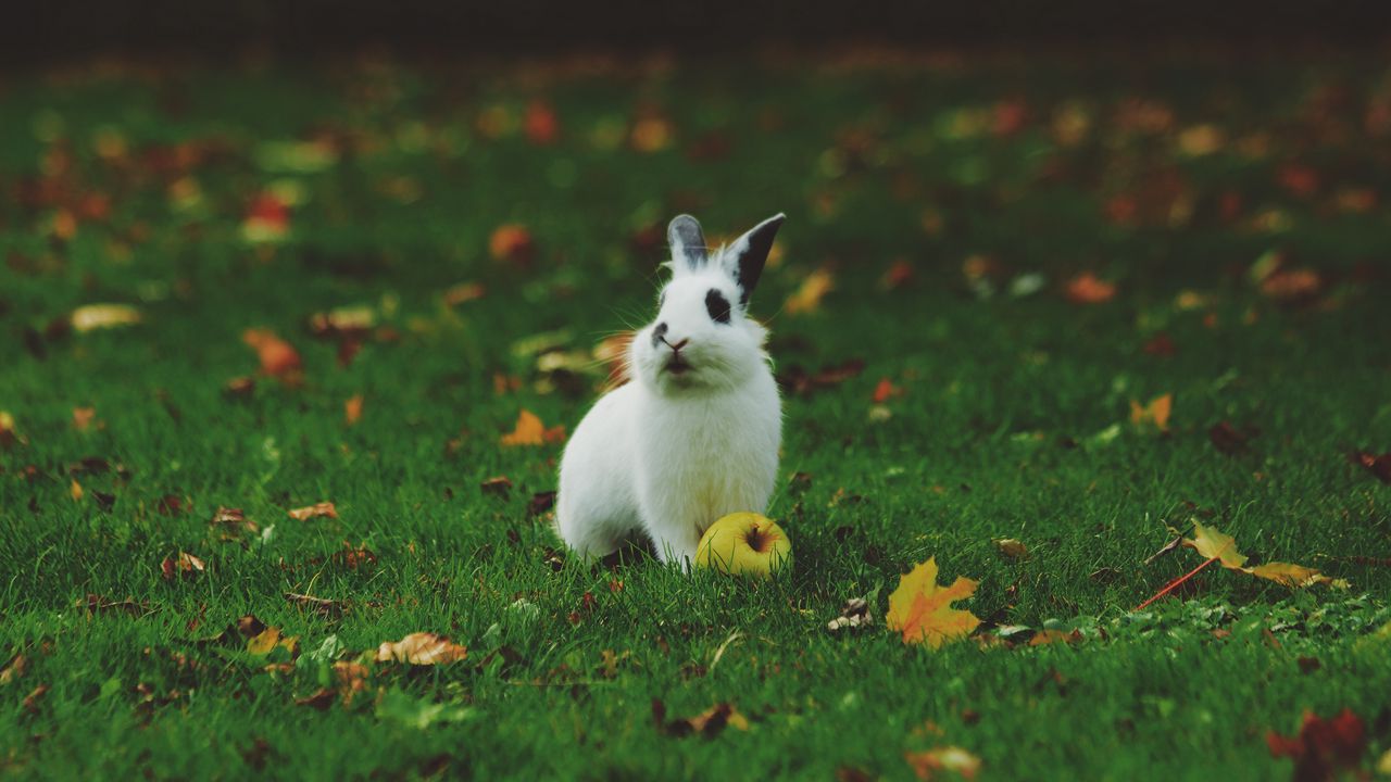 Обои кролик, трава, яблоко
