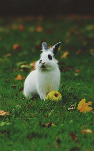 Превью обои кролик, трава, яблоко