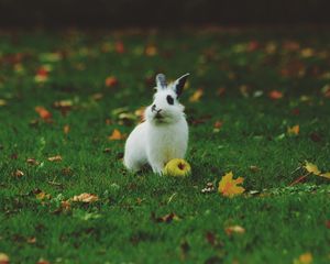 Превью обои кролик, трава, яблоко