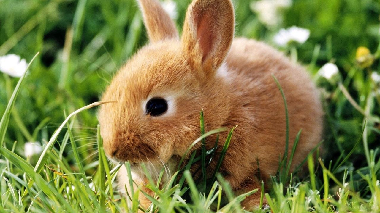 Обои кролик, трава, лазать, уши
