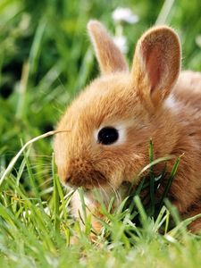 Превью обои кролик, трава, лазать, уши