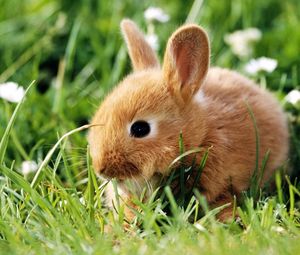 Превью обои кролик, трава, лазать, уши