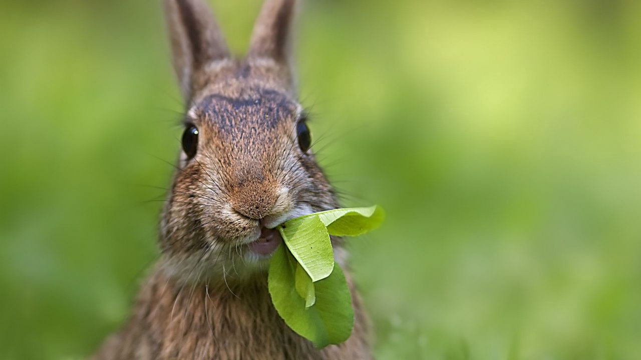 Обои кролик, трава, лист, прикольный