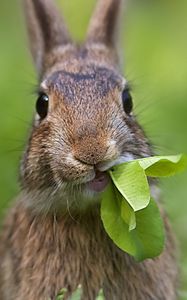 Превью обои кролик, трава, лист, прикольный