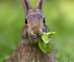 Превью обои кролик, трава, лист, прикольный