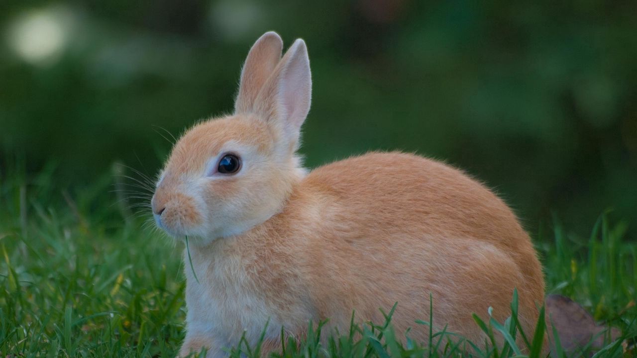 Обои кролик, трава, ожидание