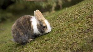 Превью обои кролик, трава, животное, уши, кушать