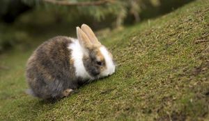 Превью обои кролик, трава, животное, уши, кушать