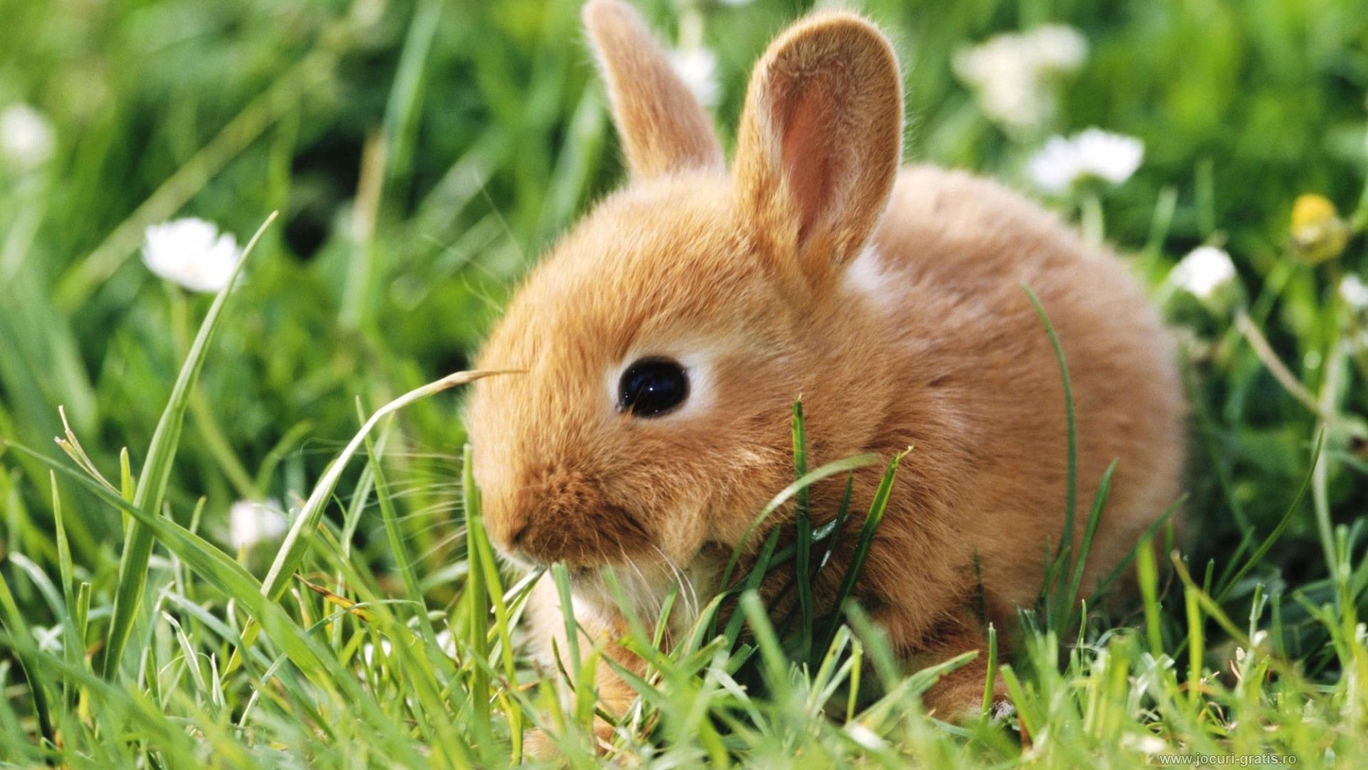 Cute bunny wallpaper images free download desktop background