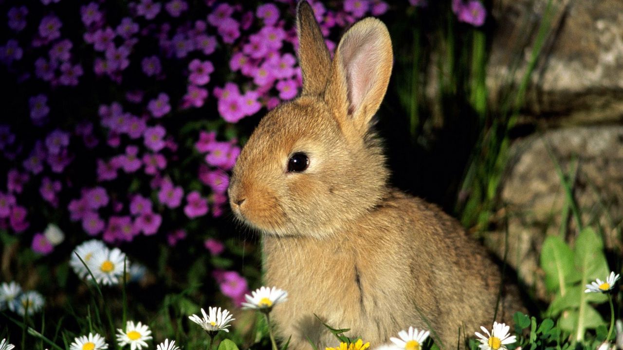 Обои кролик, цветы, малыш, тень, трава